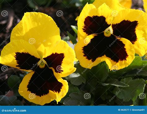 Winter Pansies stock image. Image of strong, grow, hardy - 463577