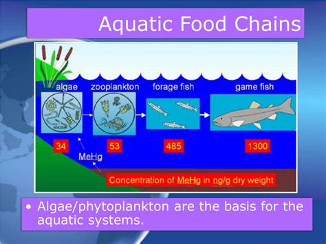 Aquatic Food Chain Of Biomagnification at Sandra Moody blog