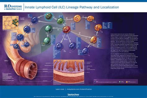 Image result for Lymphoid Cell Lineage