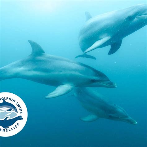 SEA ALL DOLPHIN SWIMS (2026) All You Need to Know BEFORE You Go (w ...