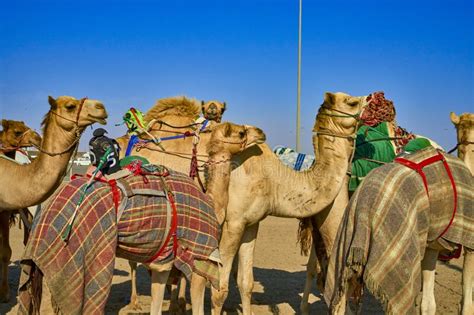 骆驼,卡塔尔,要塞,阿拉巴马州,沙子,贝多因人,东亚,旅行者,野外动物,干的摄影素材,汇图网www.huitu.com