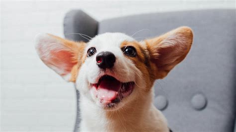 Can Dogs Eat Cantaloupe Skin