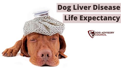 Final Stages Of Liver Cancer In Dogs at Frederick Rosado blog