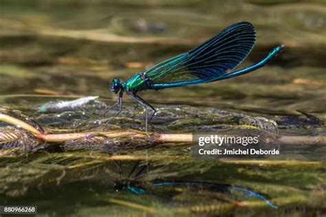 Image result for Alien River Bug