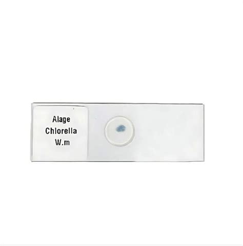 Plant Cell Microscope Slides 的图像结果