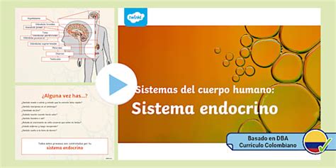 * NEW * Power point: sistema endocrino, glándulas - Twinkl Colombia