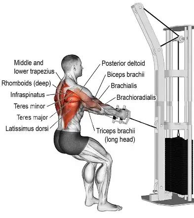 Image result for Cable Row Muscles