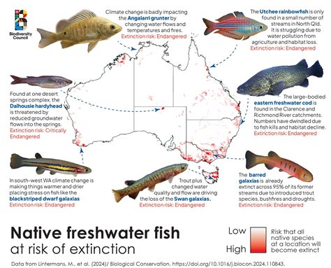 Health check of Australia’s native freshwater fish finds one-third need emergency room ...