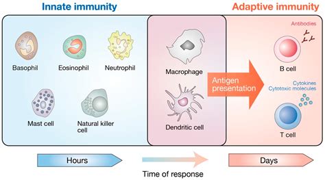 Adaptive Immune System