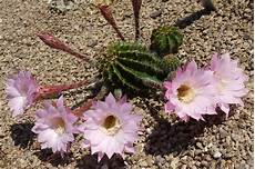 fiore con a succulents thrive in summer heat gardening in the panhandle fiore con a succulents thrive in summer heat gardening in the panhandle