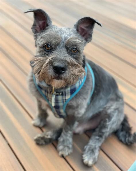 Schnauzer Terrier Mix: A Proud Dog Breed With A Suitable Attitude