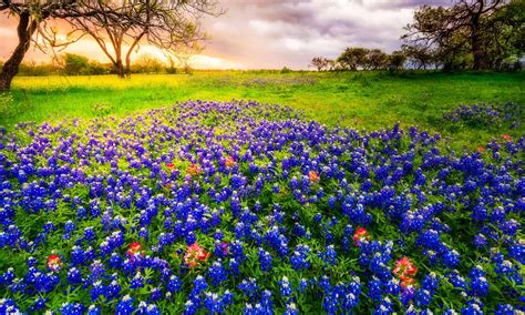 Discover the Official State Flower of Texas (When It Blooms and Where ...