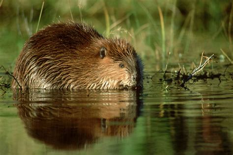 American Beaver - Castor canadensis - The Animal Encyclopedia