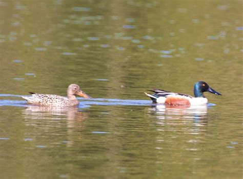 Northern Shoveler Pair | FWS.gov
