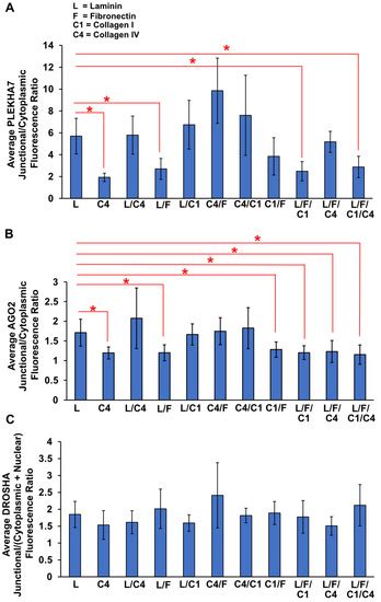 ECM Substrates Impact RNAi Localization at Adherens Junctions of Colon ...