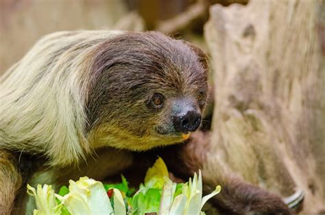 Image result for Sloth Guide Vesteria