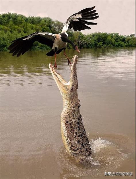 1978 Crocodile