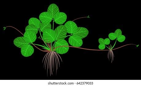Image result for Vegetative Reproduction Picture