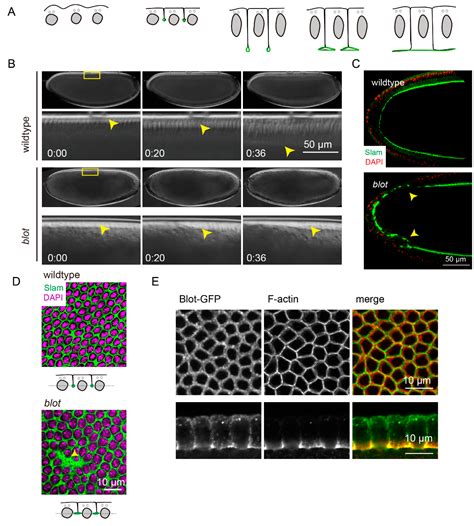 The Putative Neurotransmitter Transporter Blot Regulates F-actin ...