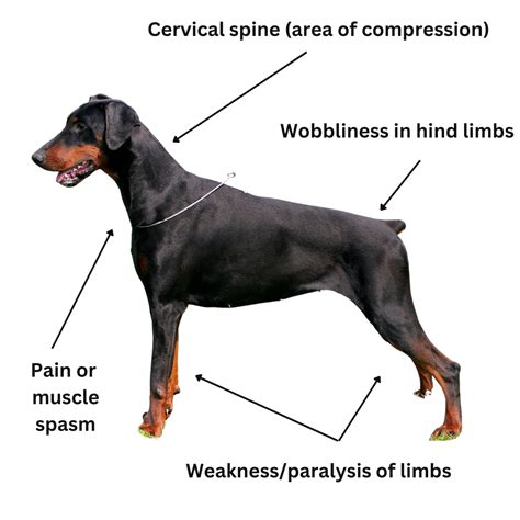 Wobbler Syndrome in Dogs: A Comprehensive Guide
