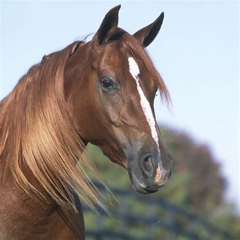 Horse Facial Markings and What They Mean