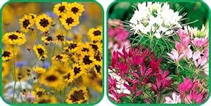 Aero Seeds Cleome Spinosa Mix Color And Calliopsis (Tinctoria) Mix ...