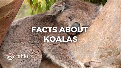 10 Facts About Koalas That Are Fun & Interesting! | Fahlo
