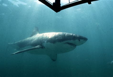 Video catches great white shark sleep-swimming | Fox News