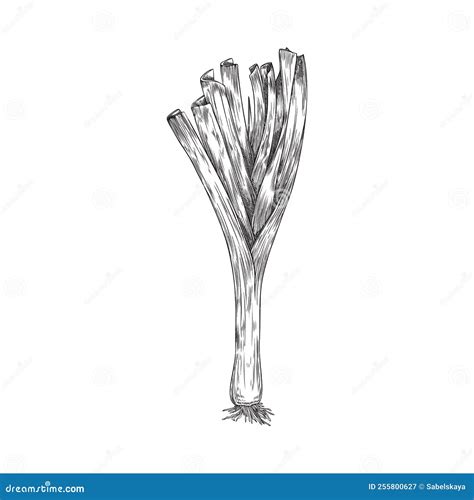 Hand Drawn Monochrome Sprouting Onion Sketch Style Stock Vector ...