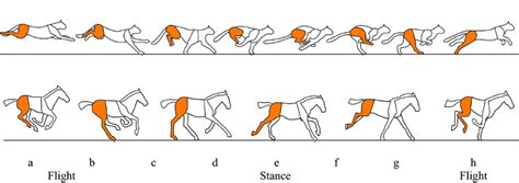 Image result for Gallop Step Pattern