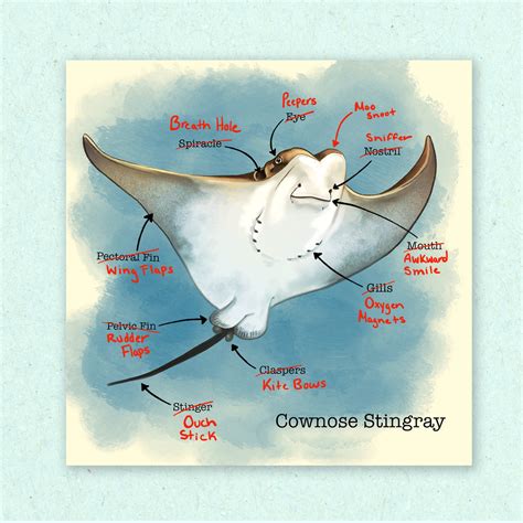 Anatomy of a Sting Ray - Etsy