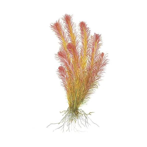 Rotala Wallichii Mexicana | Aquadcoaqua