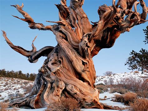 Visiting the oldest tree in the world | TimesTravel