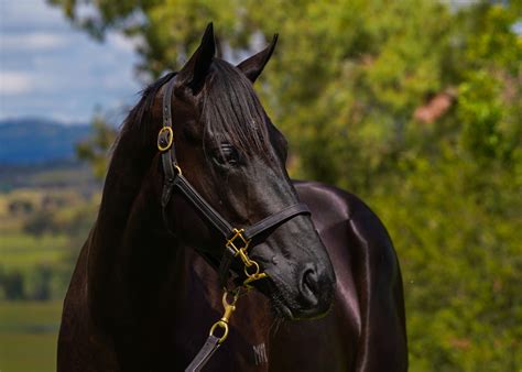 2024 Australian Easter Yearling Sale - Inglis