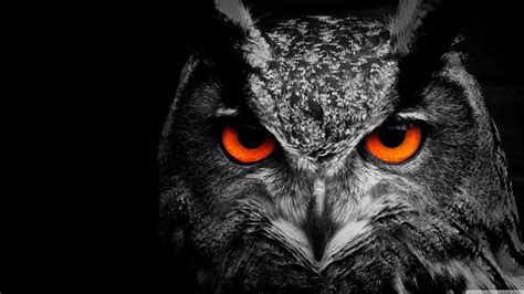 4K Owl Wallpapers - Top Free 4K Owl Backgrounds - WallpaperAccess