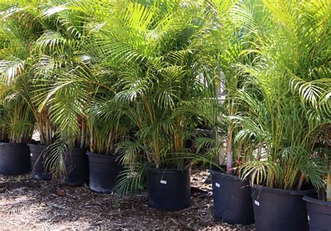 Give Me Some Privacy! The Best Plants and Shrubs for Privacy Hedges in ...