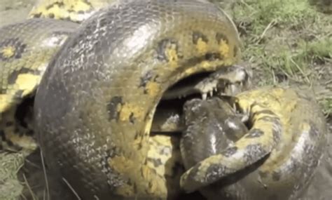 Image result for Massive Python Swallows Human