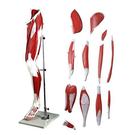 Image result for Leg Muscle Anatomy Model
