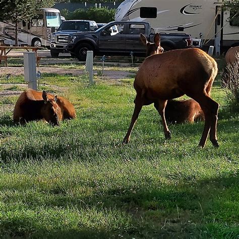 MANOR RV PARK (Estes Park) - Campground Reviews & Photos - Tripadvisor