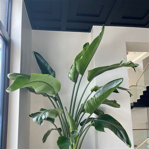 How To Propagate Your White Bird Of Paradise