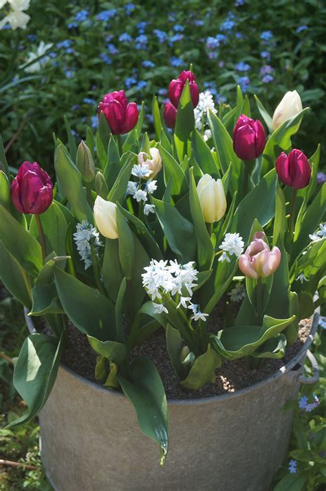 Image result for Spring Bulbs in Containers