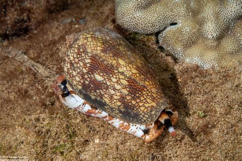 Image result for Conus Textile Shell