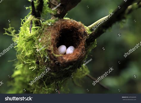 783 Hummingbird egg Images, Stock Photos & Vectors | Shutterstock