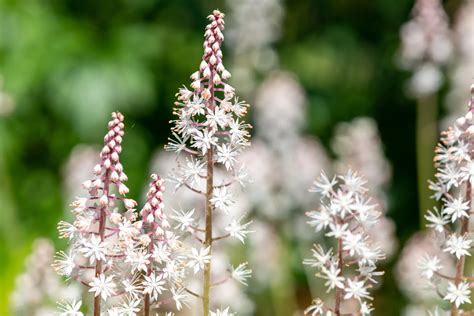Perennials For Shade