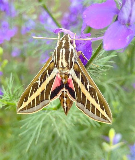 White Lined Sphinx Moth