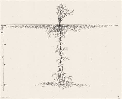 Tree Root Type 的图像结果