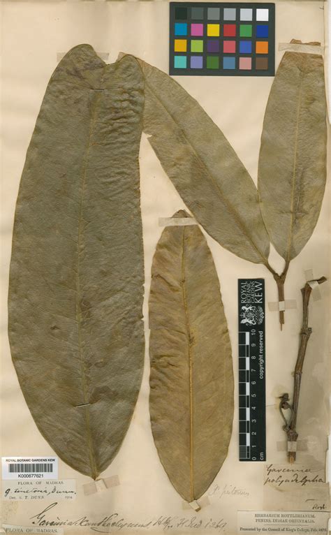 Garcinia cambogioides var. pictoria (Roxb.) Shameer & N.Mohanan ...