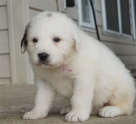 Harvest Acres Pyrenees - Great Pyrenees breeder