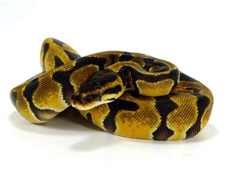 Image result for Enchi Static Ball Python