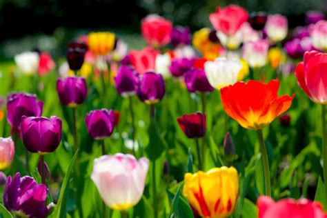 Image result for Spring Flower Nail Tutorials